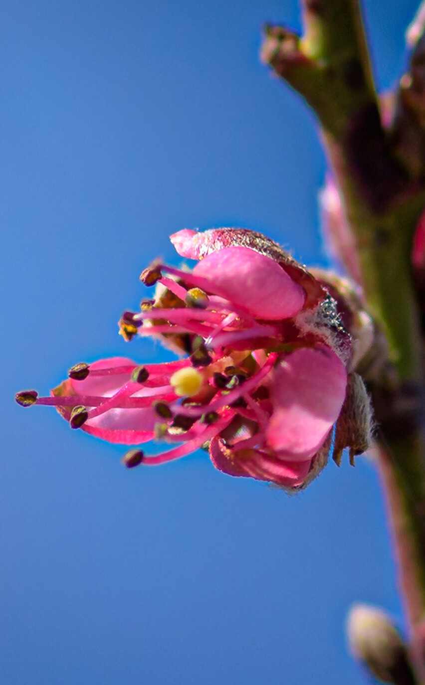 Teu'Lon Peach Please